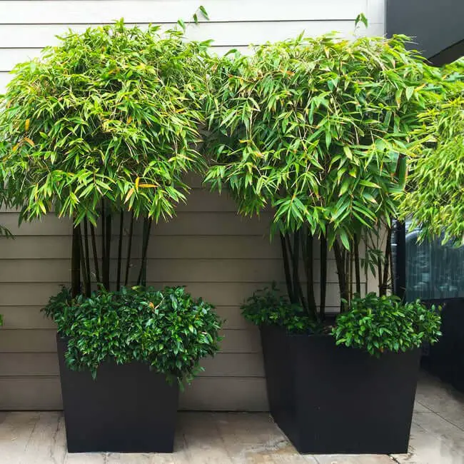 25 Different Types Of Bamboo Plants For Landscaping (With Pictures)