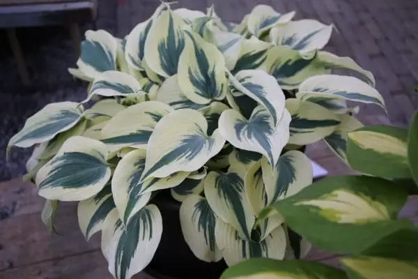 Hosta Blue Ivory