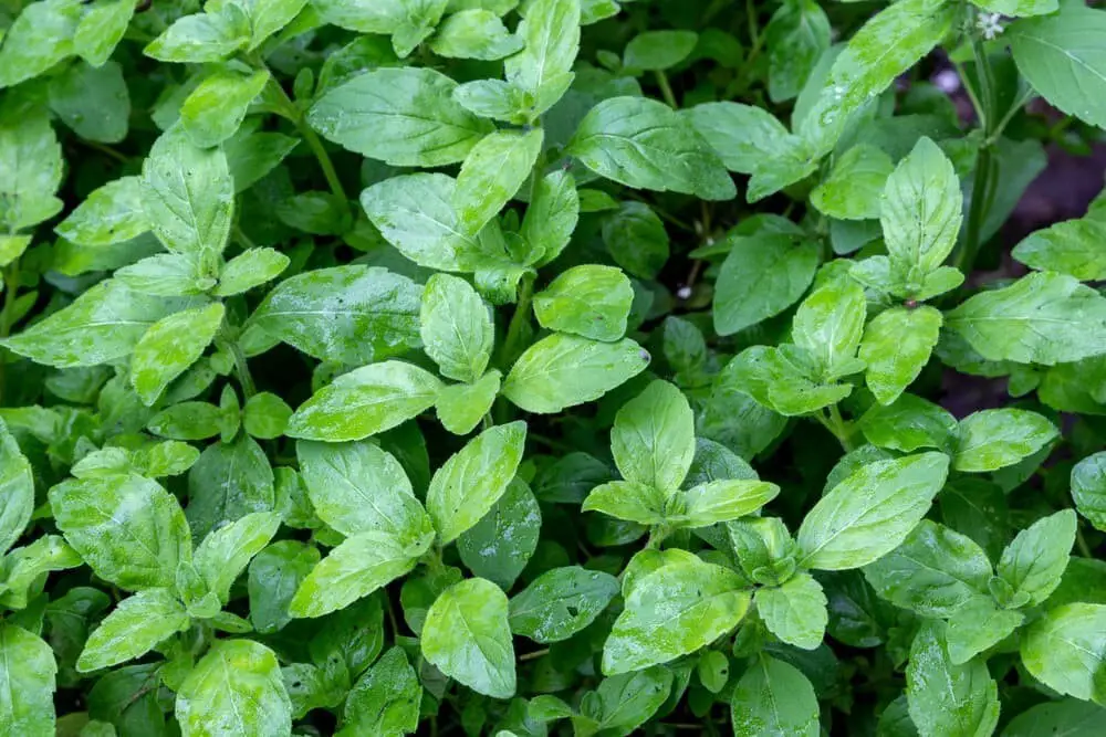 Banana Mint (Mentha arvensis ‘Banana’)