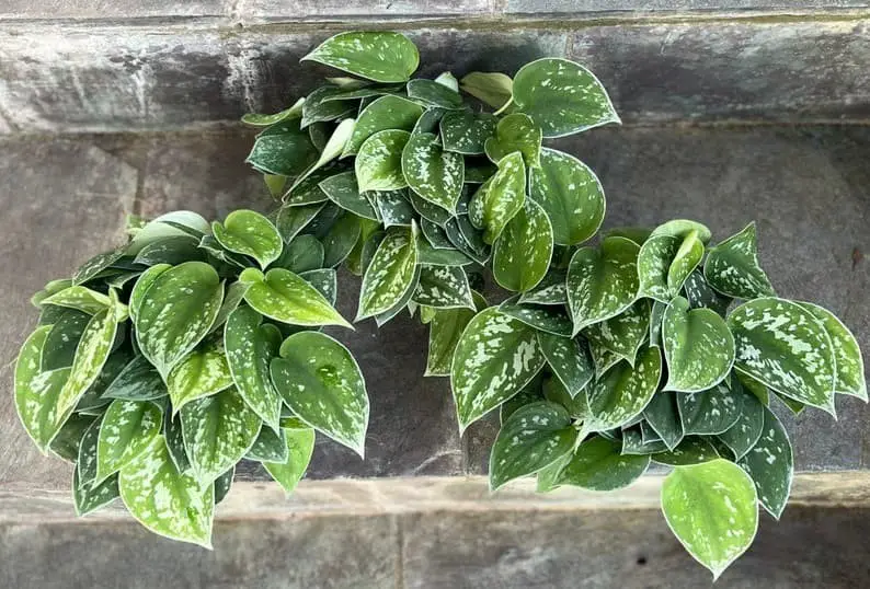 Satin Pothos (Scindapsus pictus ‘Argyraeus’)