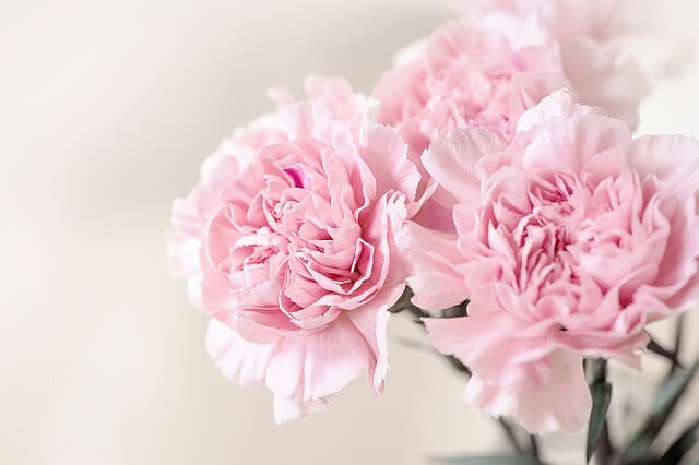 Carnations