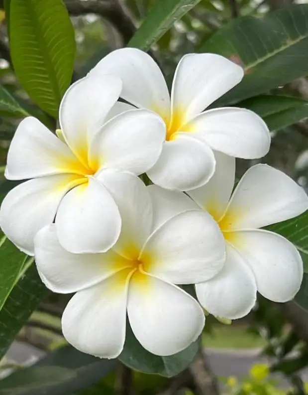 Frangipani (Plumeria)