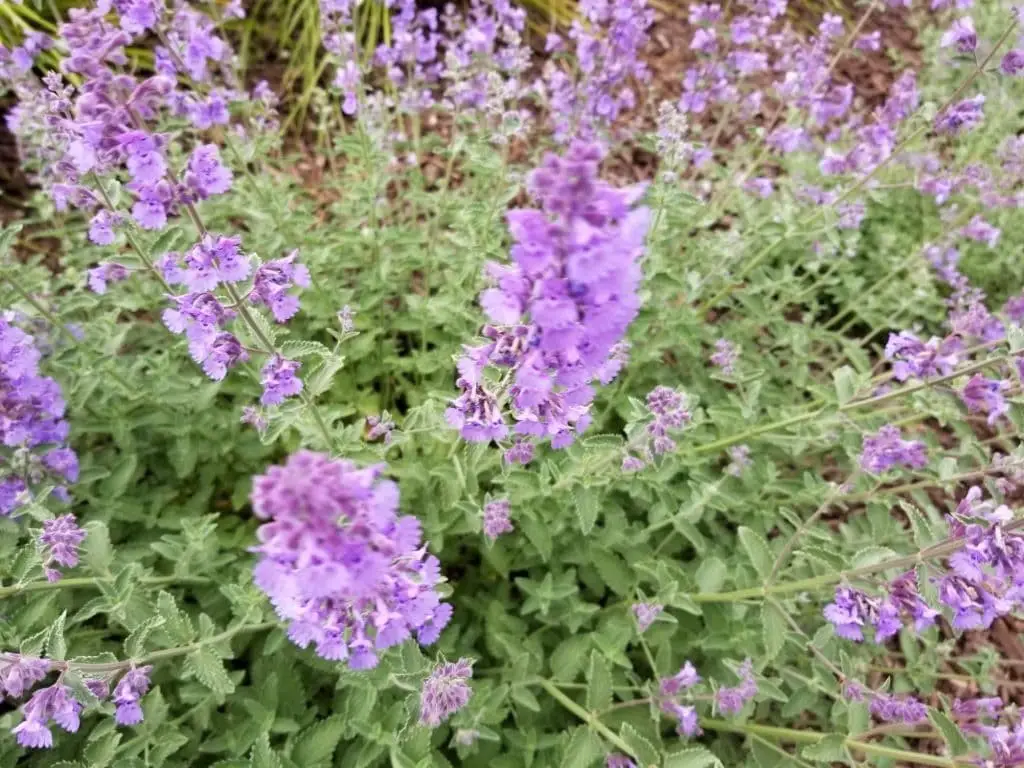 Catmint (Nepeta racemosa)