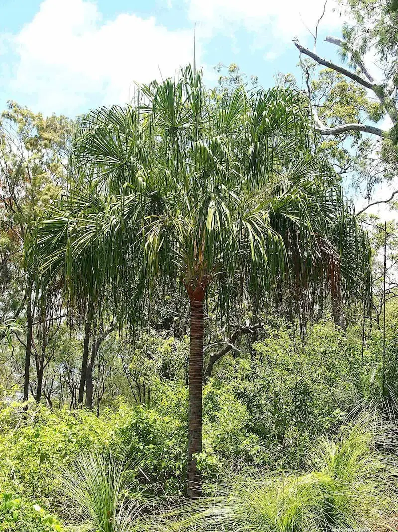 Ribbon Fan Palm (Livistona decora)