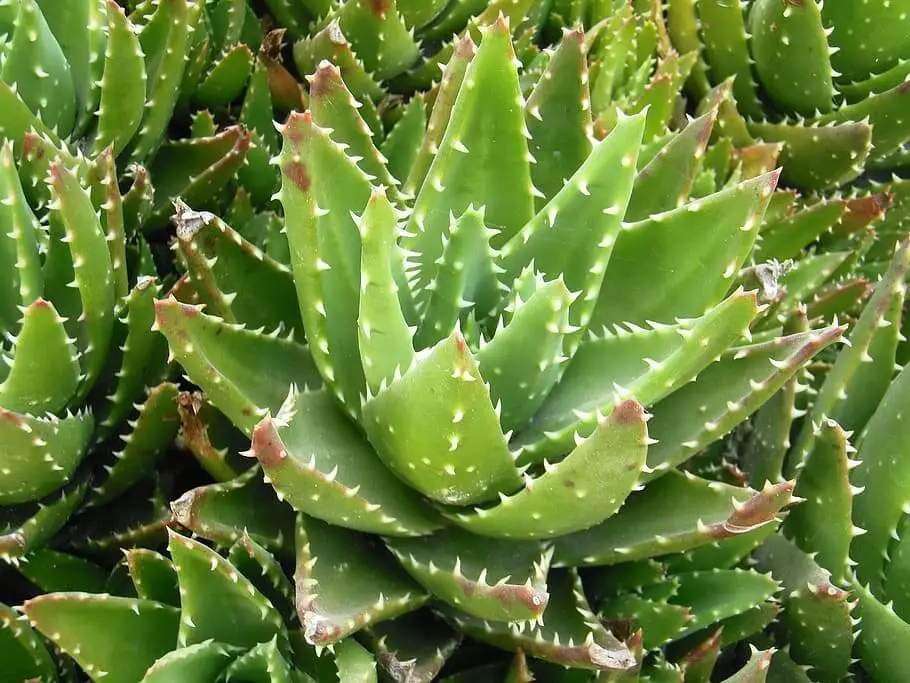 Medicinal Aloe (Aloe vera)