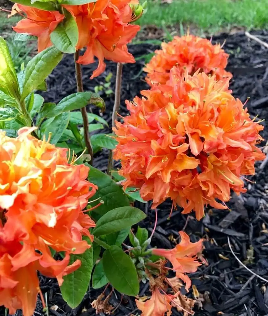 Mandarin Lights Azalea (Rhododendron ‘Mandarin Lights’)