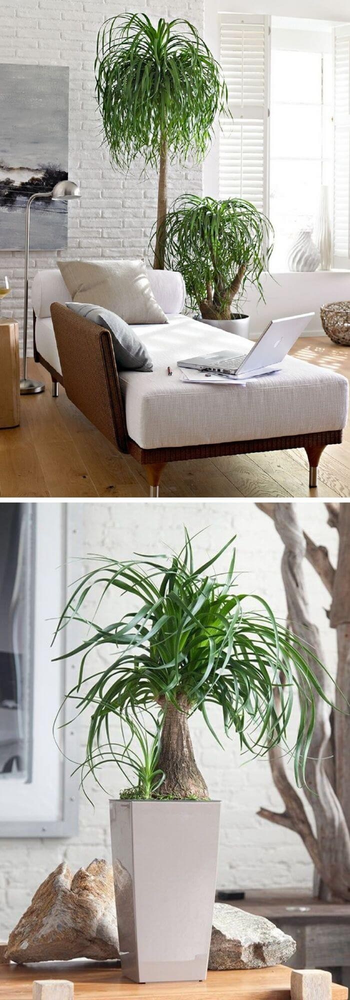 20 Living Room Plants To Dress Up Your Space