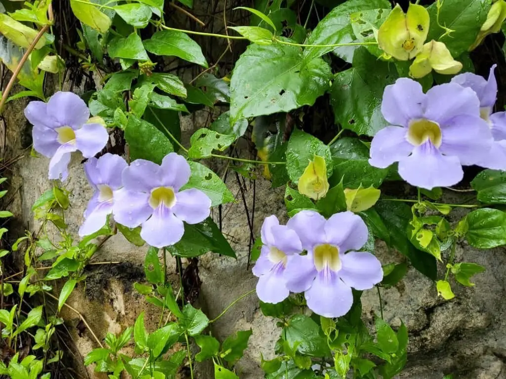 Blue Sky Vine (Thunbergia grandiflora).