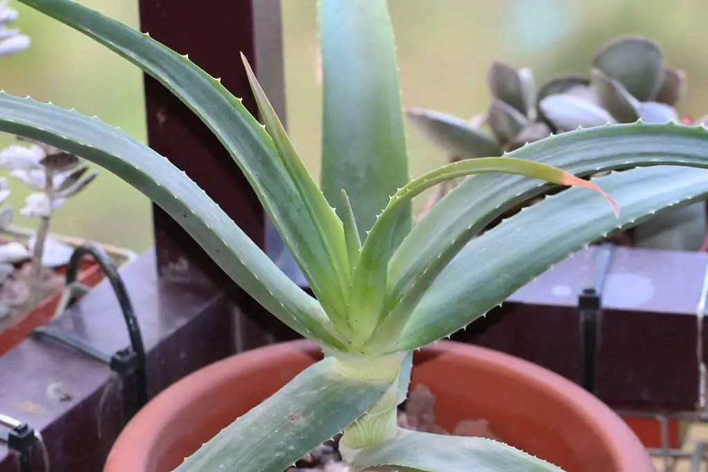 Rat Aloe (Aloe ballyi)