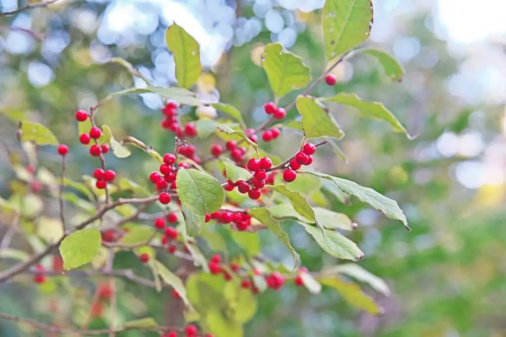 Finetooth Holly (Ilex serrata)