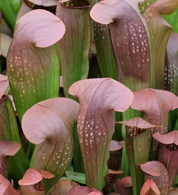 Bug Bat Hybrid Pitcher Plant (Sarracenia ‘Bug Bat’).