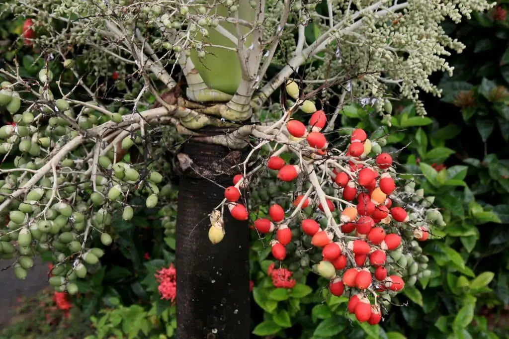 Adonidia Palm (Adonidia merrillii)