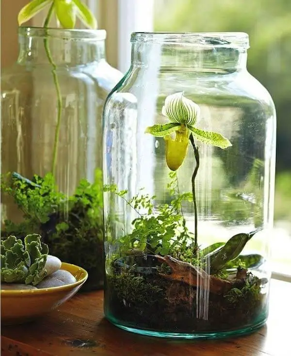 Mason Jar Herb