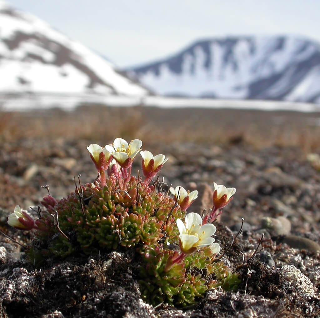 Tufted Saxifrage (Saxifraga cespitosa)