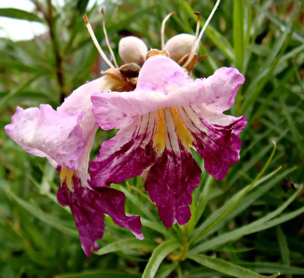 Desert Willow Tree (Chilopsis linearis)