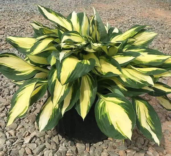 Hosta Vulcan