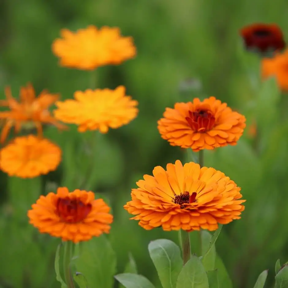 #1. Calendula (Calendula officinalis)