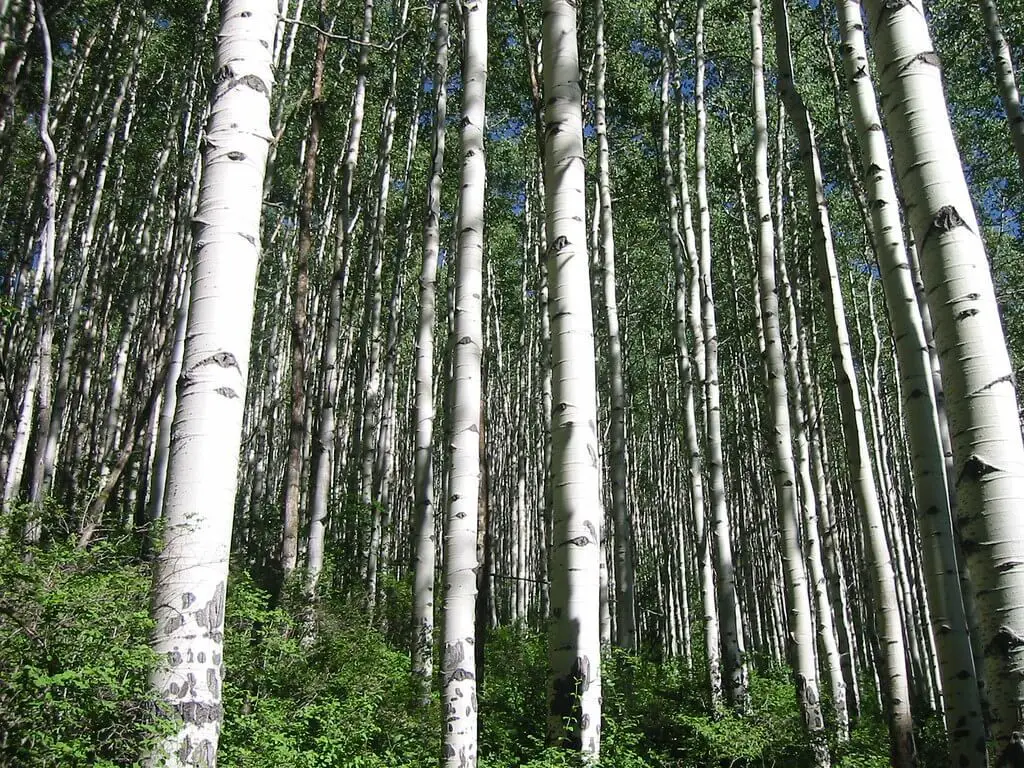 Aspen trees