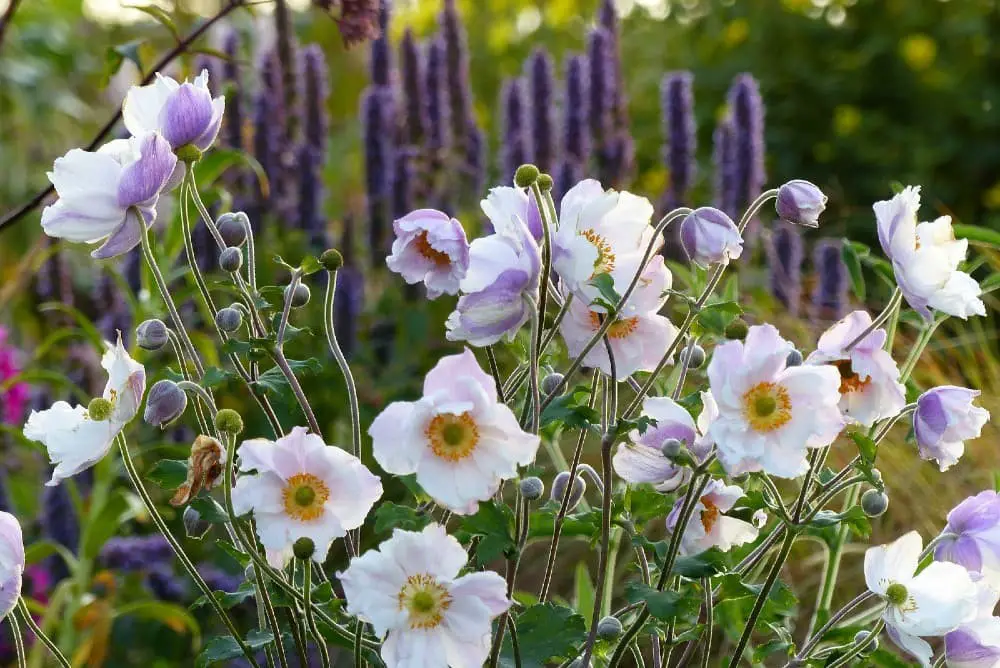 Anemone ‘Dreaming Swan’ (Japanese Anemone)