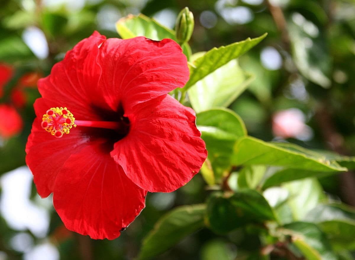 Hibiscus rosa-sinensis (Chinese hibiscus, shoeblack plant)