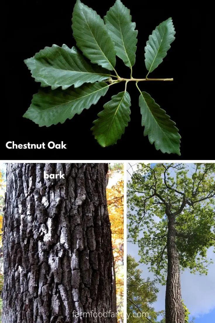 Chestnut Oak (Quercus montana)