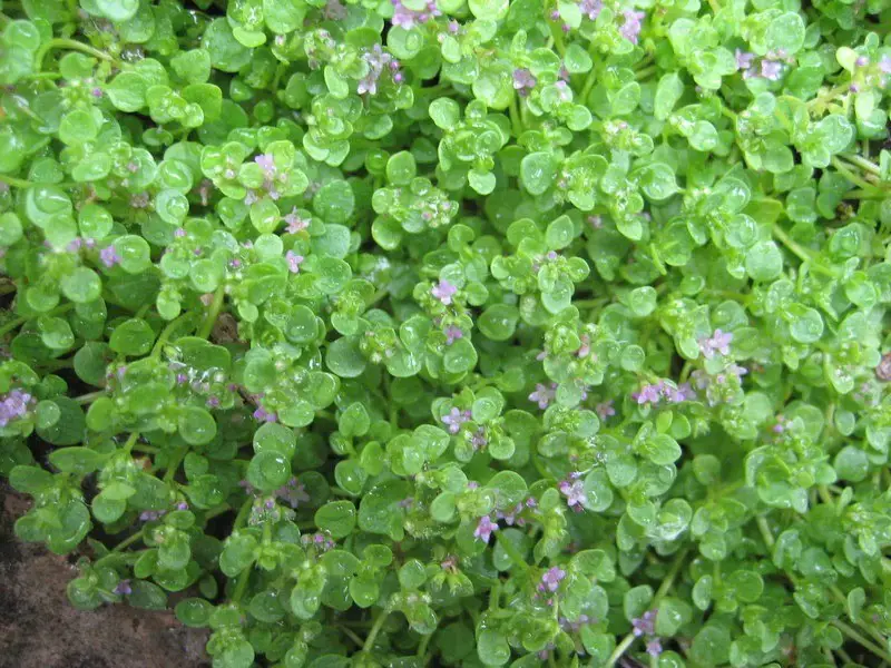 Corsican mint, Mentha requienii.