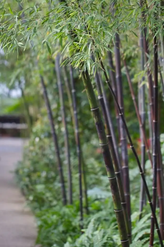 Timor black bamboo (Bambusa lako)