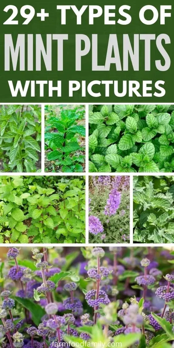 29+ Different Types Of Mint Plants With Pictures (Identification Guide)