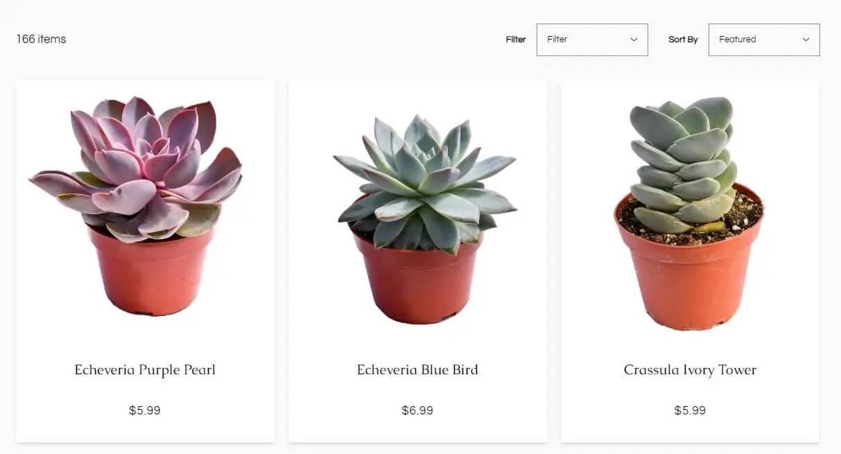 Succulent Market