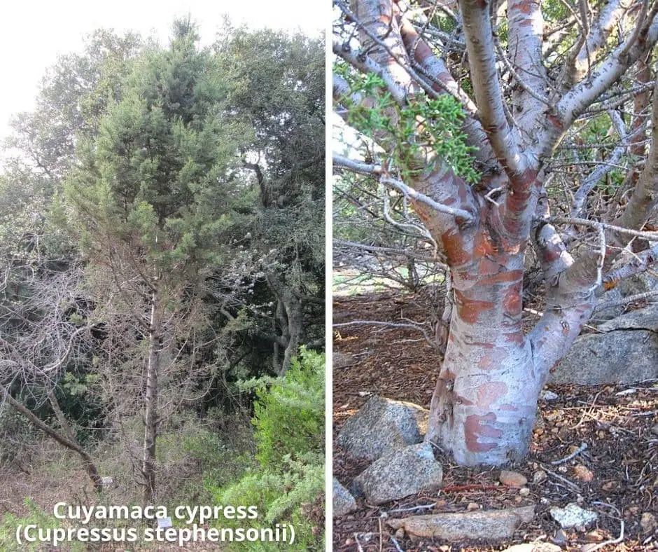 Cuyamaca cypress (Cupressus stephensonii)