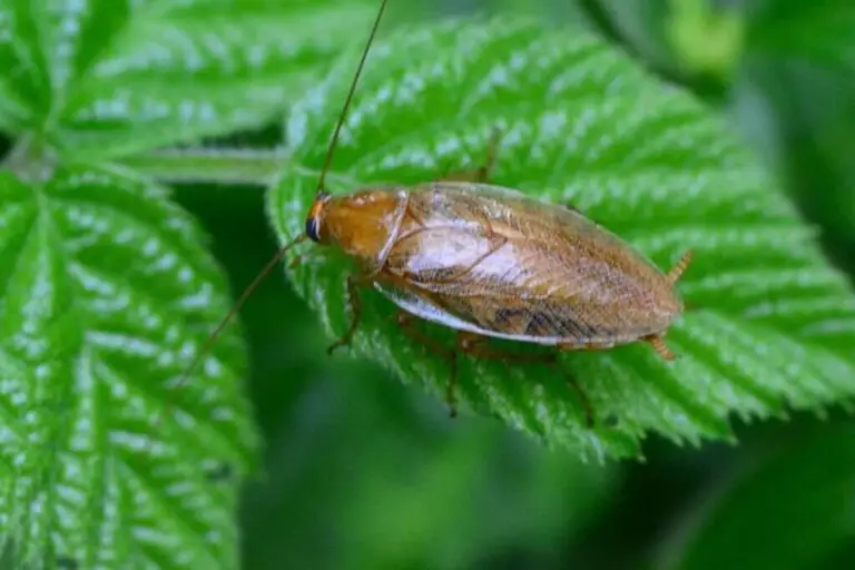 10 Types Of Cockroaches In Florida: Identification And Removal Tips