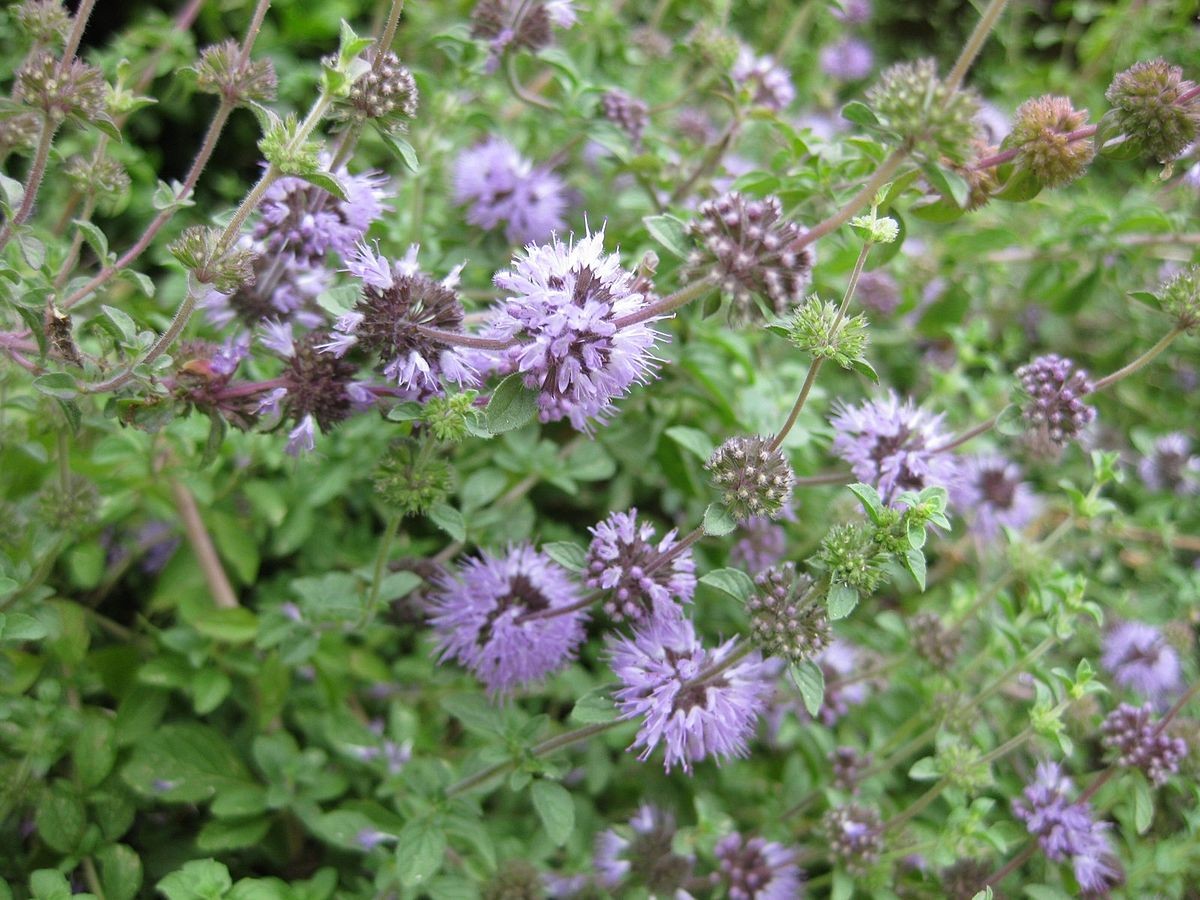 Pennyroyal, Mentha pulegium