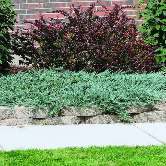 Blue Rug Juniper (Juniperus horizontalis ‘Wiltonii’)