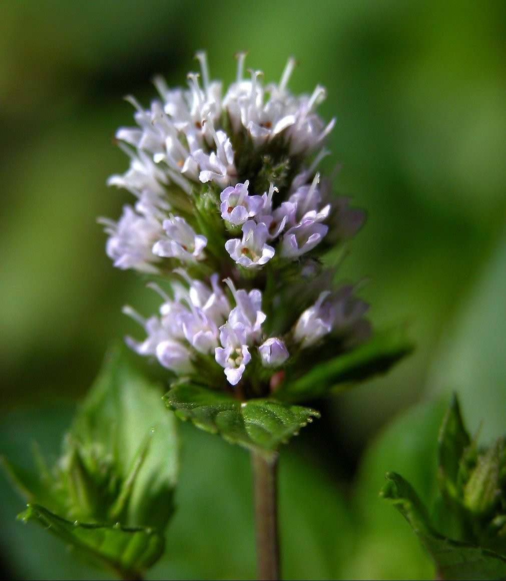 White peppermint, Mentha piperita officinalis