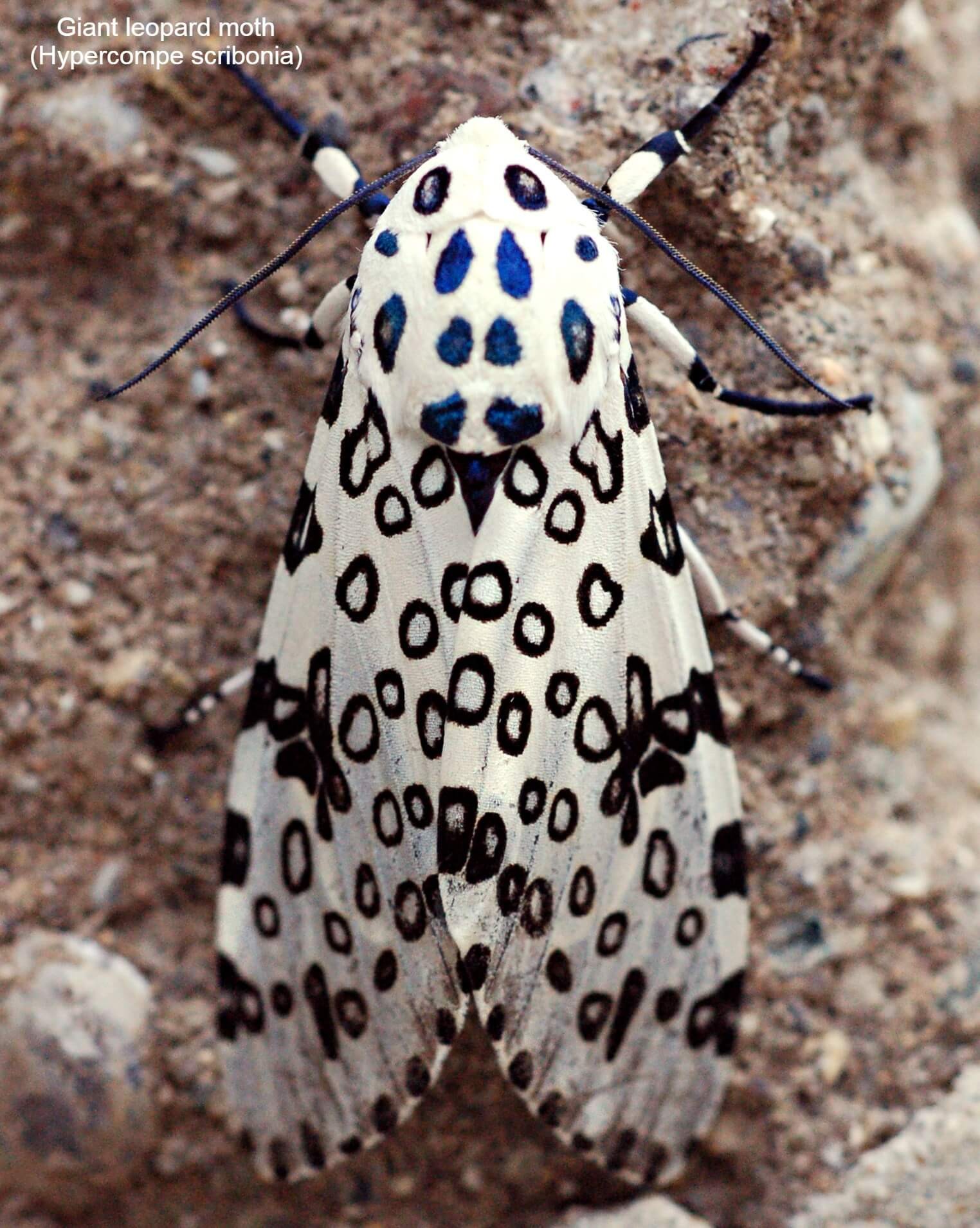 Giant leopard moth (Hypercompe scribonia)