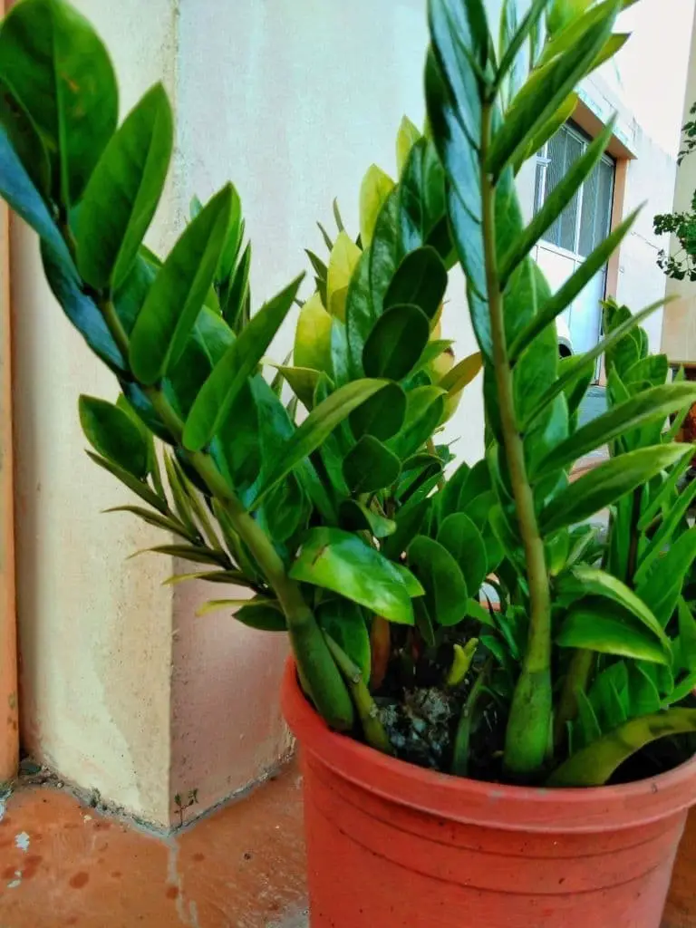 ZZ plant (Zamioculcas Zamiifolia)