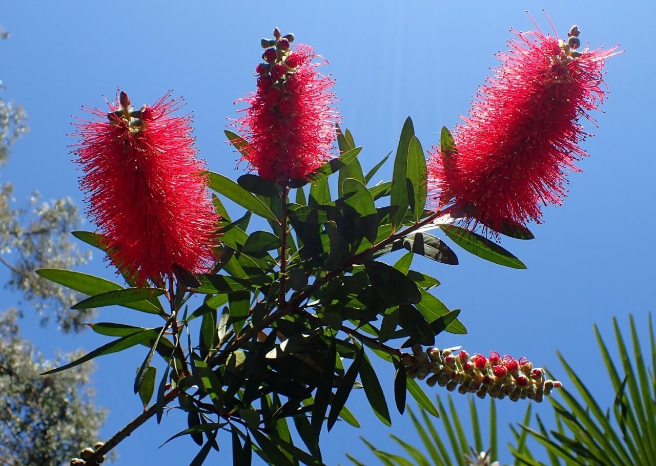 Cliff bottlebrush (Callistemon comboynensis)