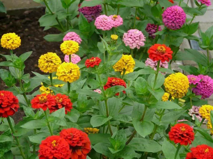 #6. Zinnias