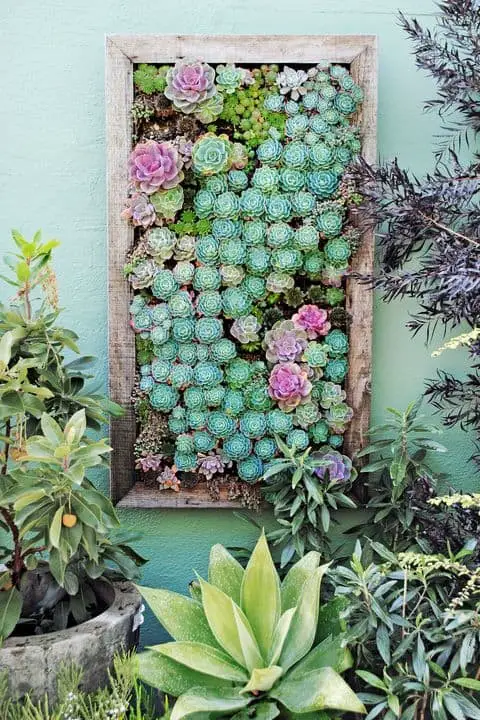 Succulent Gardens that Grow Vertically