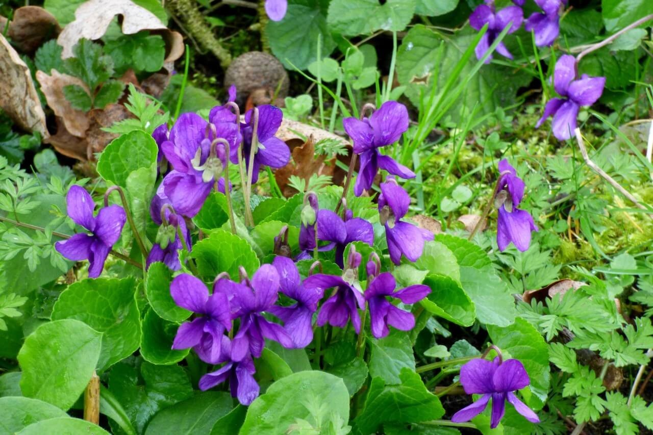 Violets