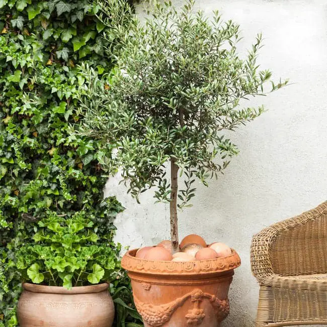Pendolino Olive Tree (Olea europaea ‘Pendolino’).