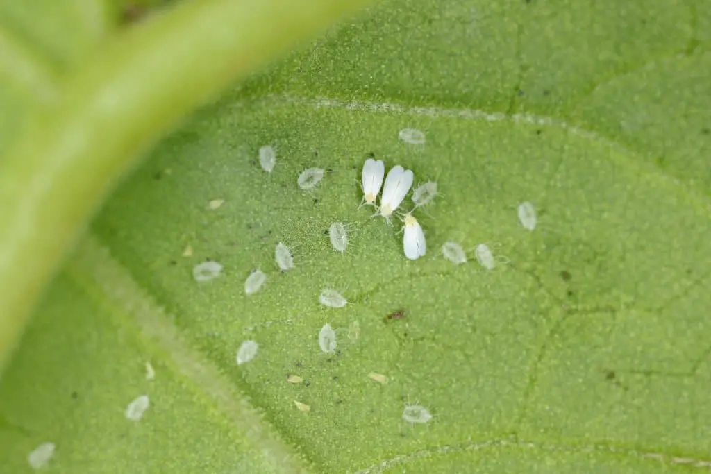 Whiteflies.