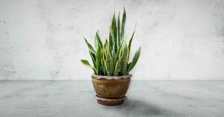 Snake Plant