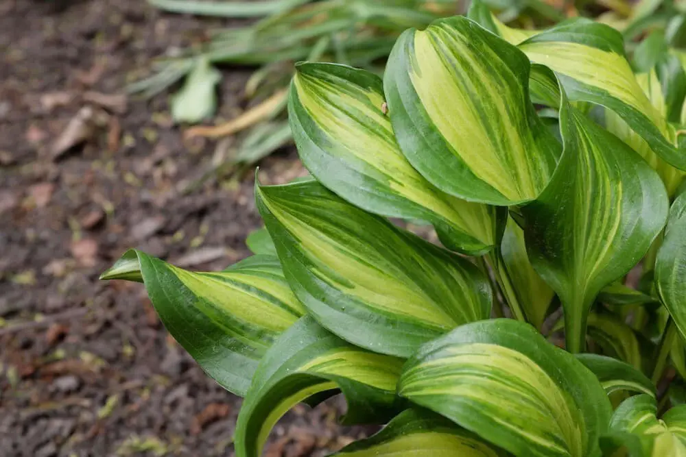 Hosta geisha