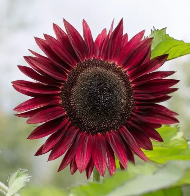 Moulin Rouge sunflower