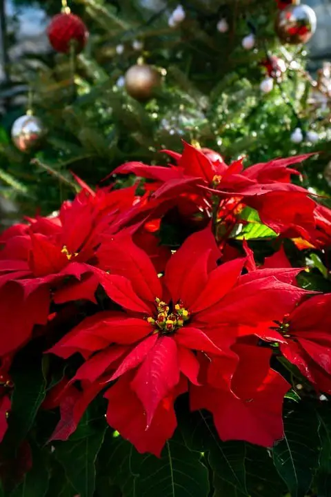 Pointsettia (Christmas Flower, Easter Flower)