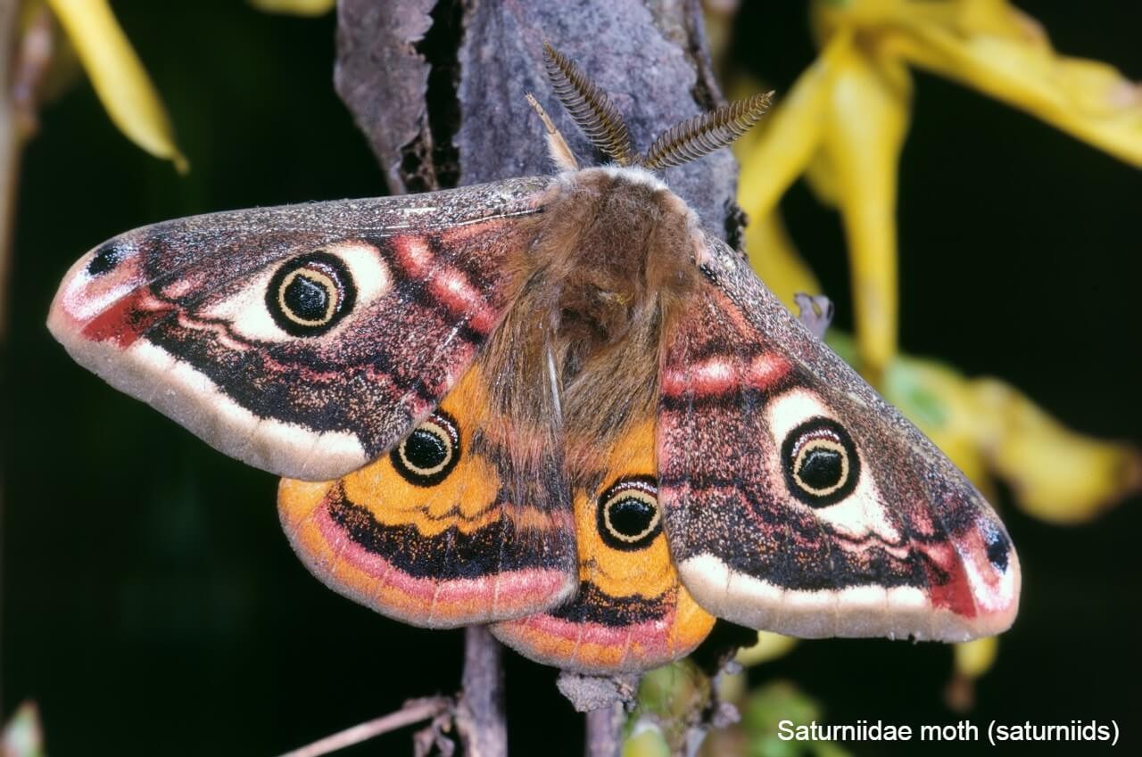 Saturniidae moth (saturniids)