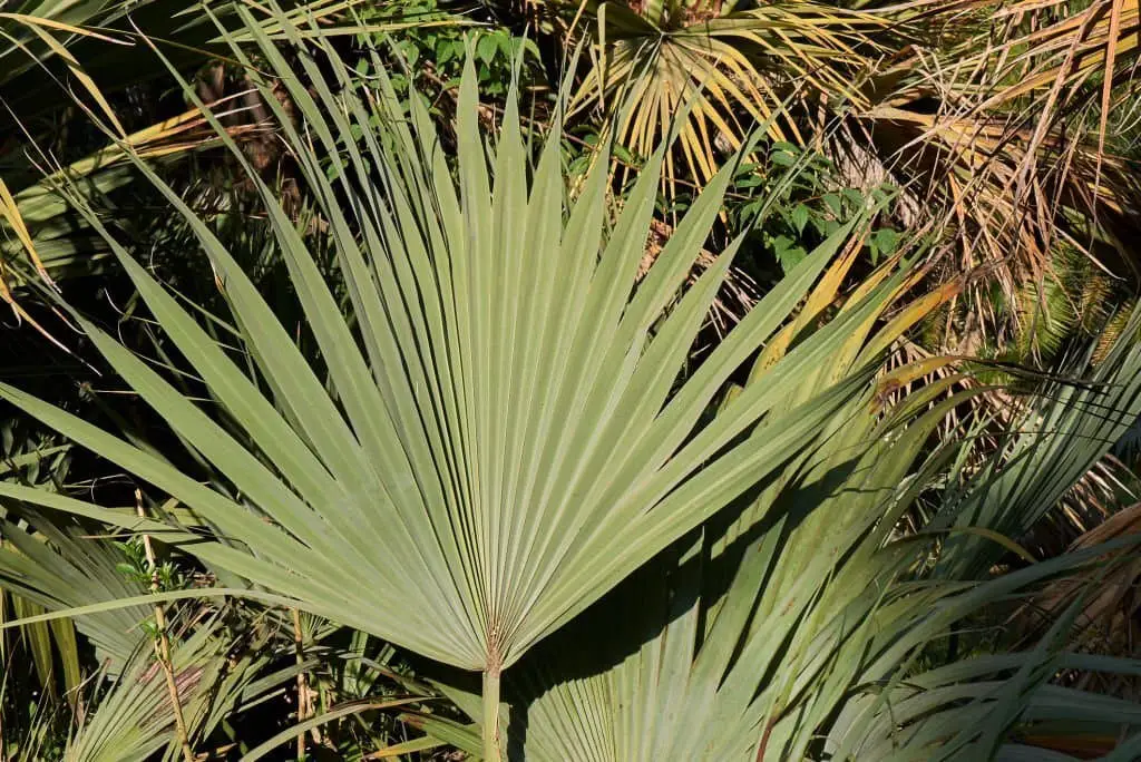 Mazari Palm (Nannorrhops ritchiana).