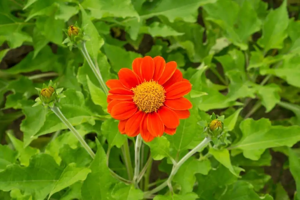 Mexican Sunflower (Tithonia rotundifolia).