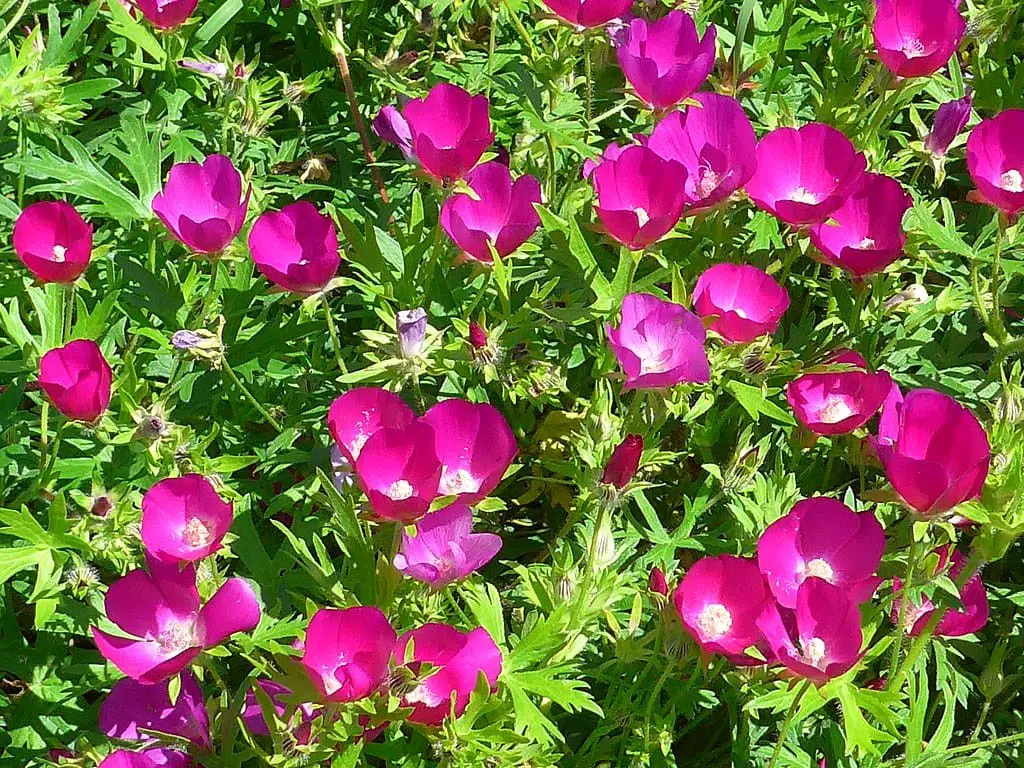 Prairie poppy mallow (Callirhoe alcaeoides)